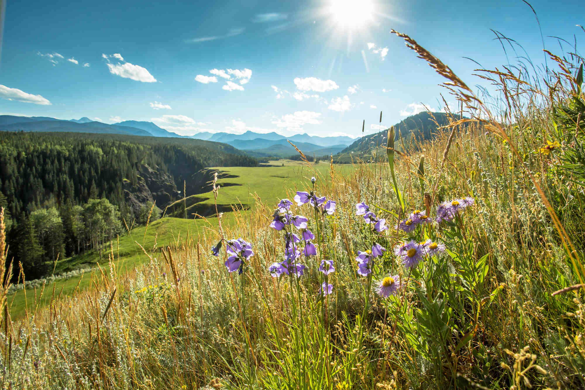 Explore fantastic hikes within the Bow Valley and Banff National Park to witness vibrant displays of wildflowers against mountain vistas. From easy to challenging trails