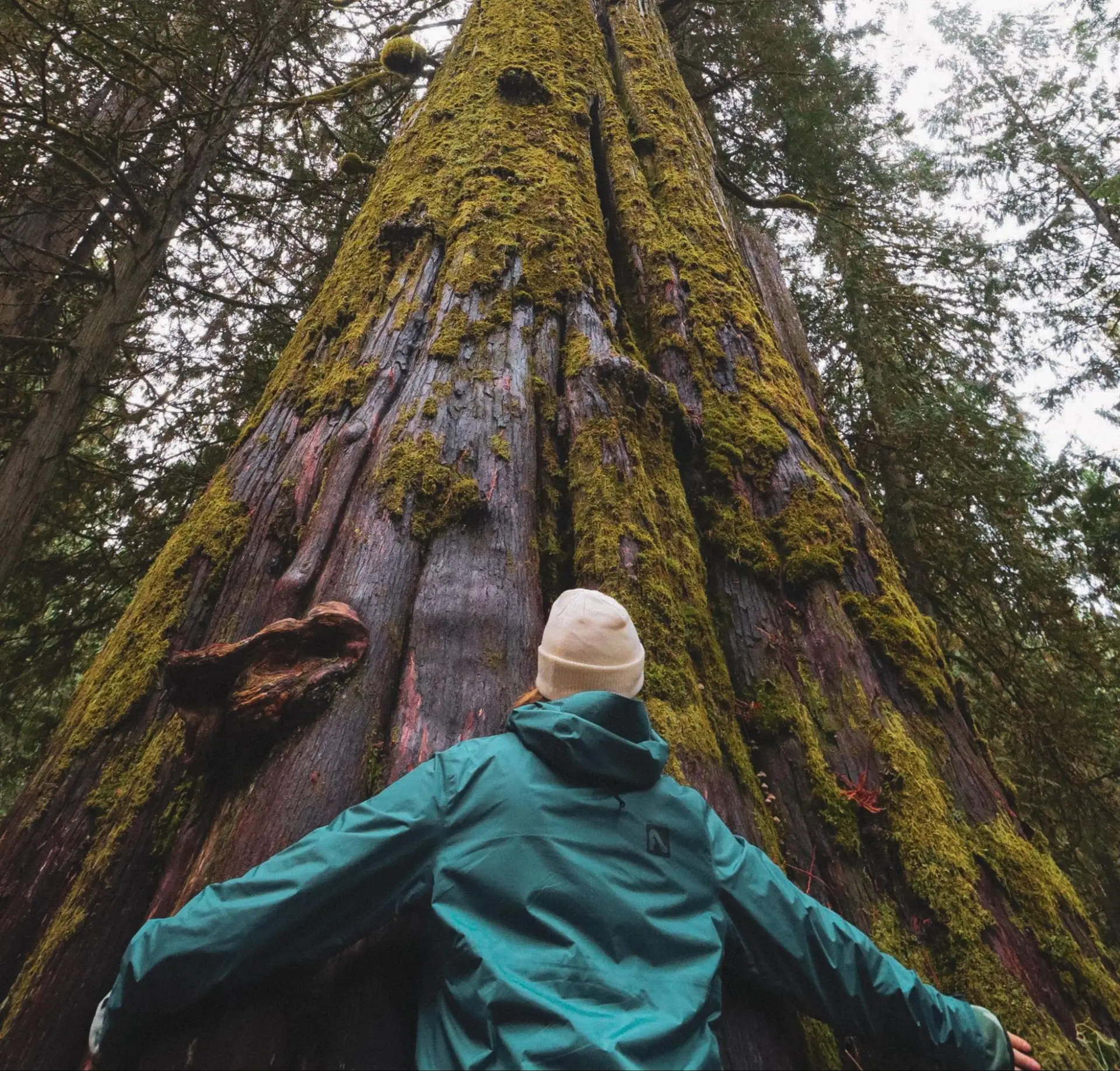 Person hugging a giant moss-covered tree in the Bow Valley during Earth Month