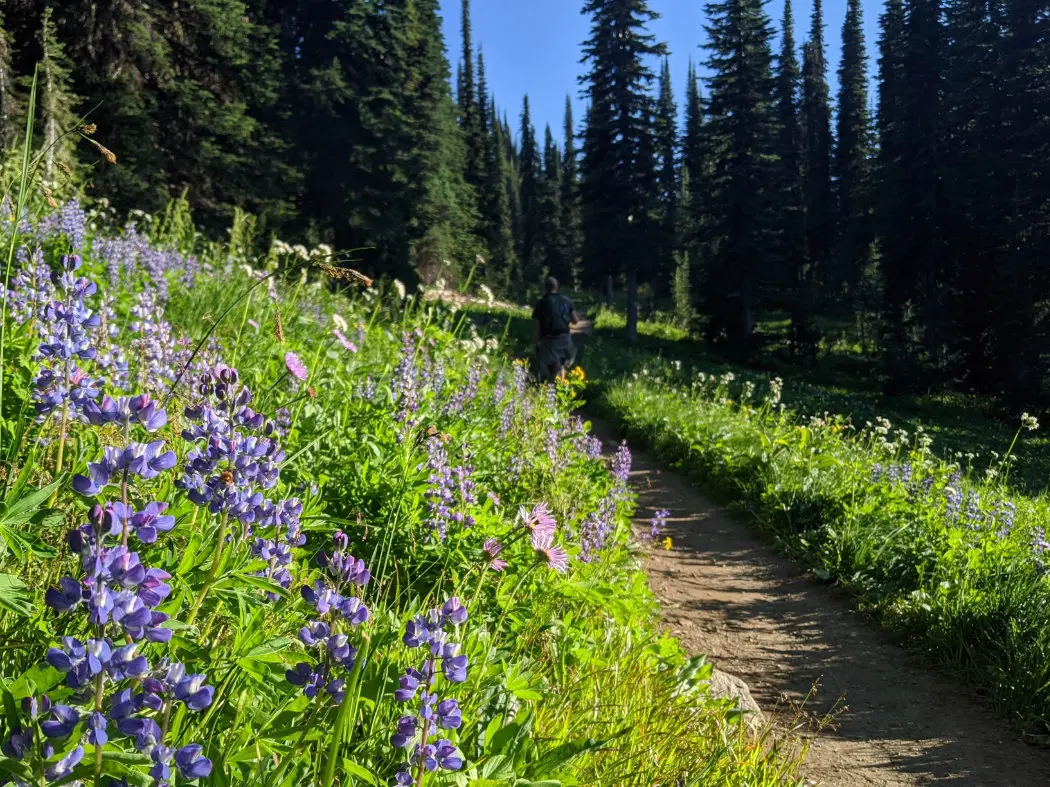 Lupine wildflowers bloom along a hiking trail in the Canadian Rockies, part of the best wildflower hikes in Alberta and BC.