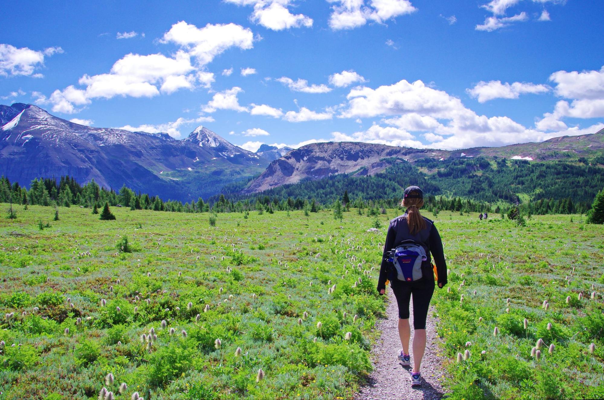 Woman hiking a wildflower trail in the Canadian Rockies, Alberta